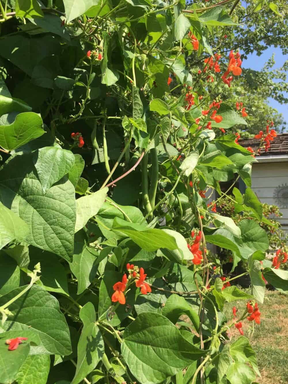 Keto Green Beans & Bacon Crack Recipe from my Grandma! Ketogenic Woman